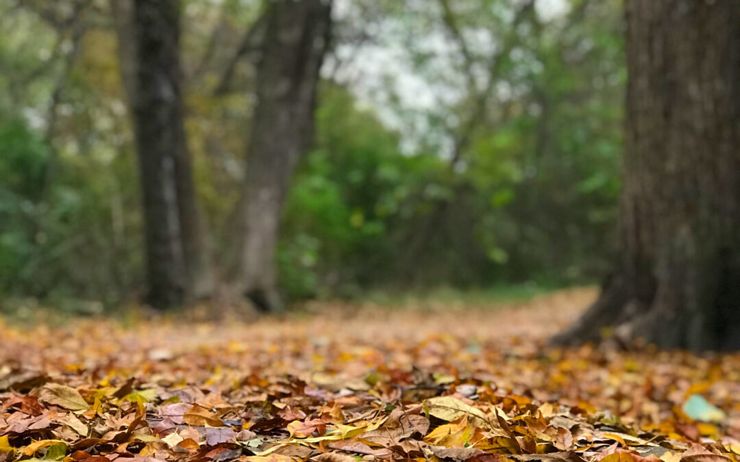 Walking Trails in Wylie, Texas